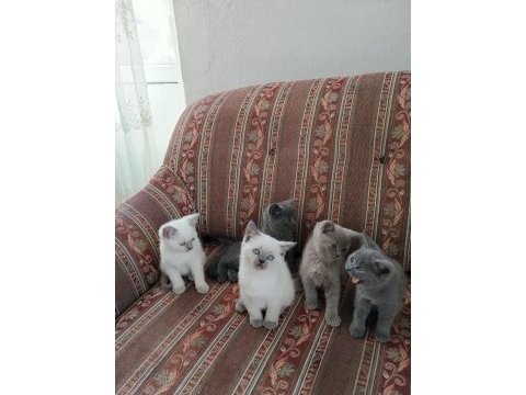 British shorthair kedileri