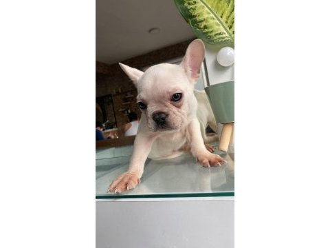 3 aylık yakışıklı oğlan french bulldog