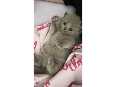 British shorthair 35 günlük
