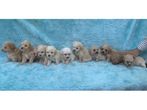 Güzel maltipoo maltese bebekler yeni yuvalarını arıyor