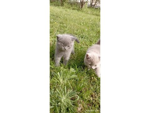 British shorthair son iki yavrumuz