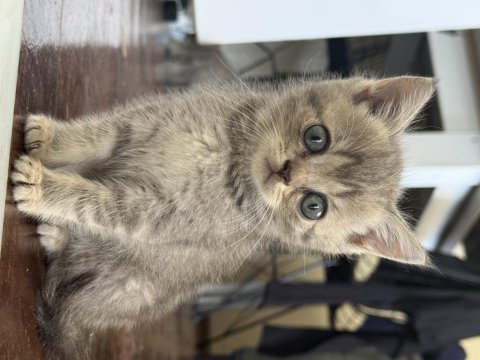 İnanılmaz asil ve zeki british tiger silver tabby