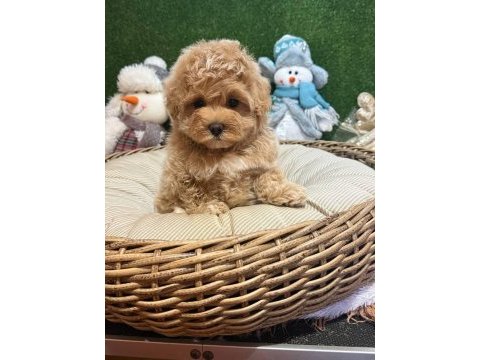 Maltipoo yavrularımız