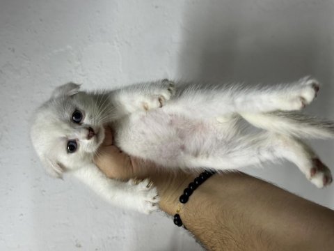Sağlıklı wc eğitimli kediler
