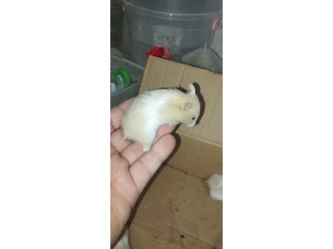 Bebek teddy syria hamster