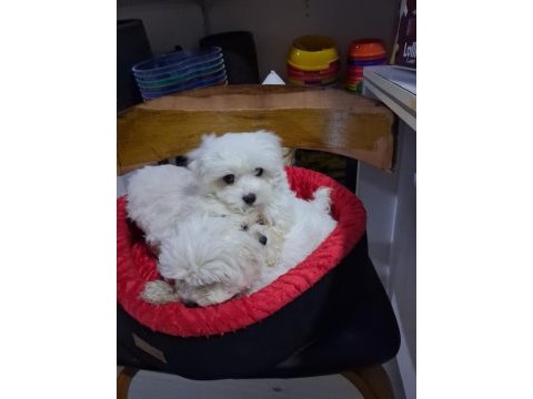 İki aylık güzel yavru köpekler