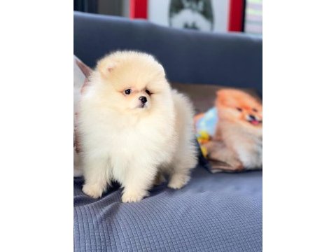 Bizi aramadan karar vermeyin pomeranian yavruları 
