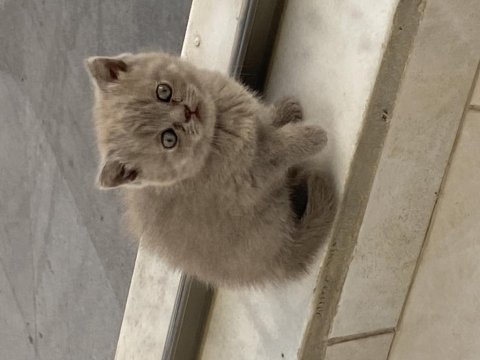 Dünyalar güzeli scottish fold kızımız yuvasını arıyor