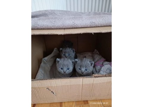 24 nisan doğumlu 2 erkek 1 dişi orjinal british shorthair