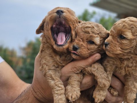 Orijinal kore poodle bebekler