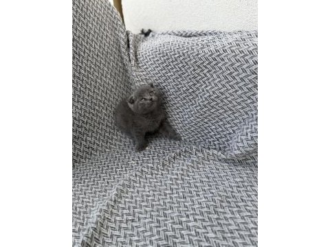 Orjinal scottish fold yavrusu