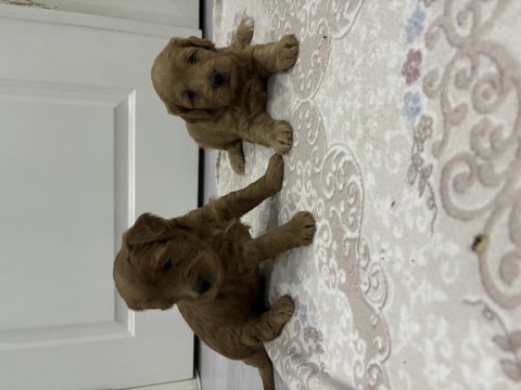 Maltipoo yavrular