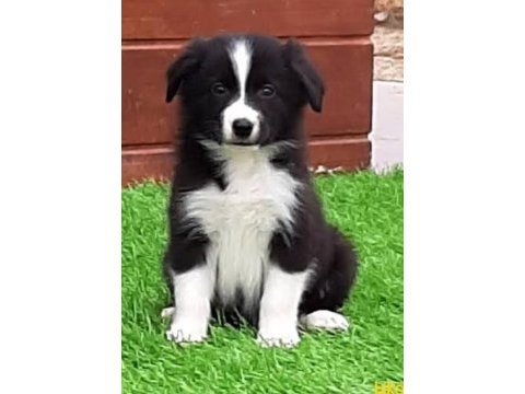 A kalite border collie yavrular