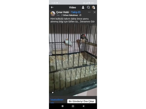 Yavru alınmış zebra ispinozu