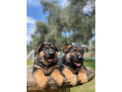 Alman kurdu köpeğimiz