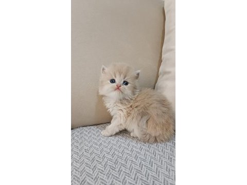 Özel renk chocolate golden british longhair