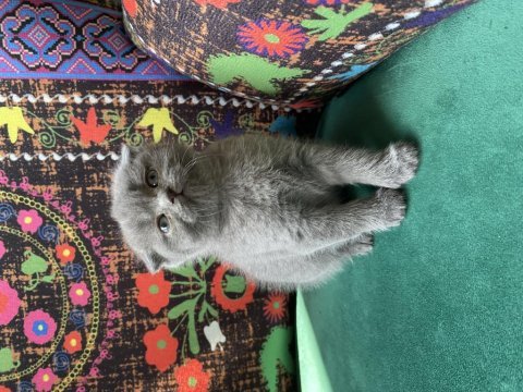 Gri kırık kulak scottish fold ayı kafa yavru