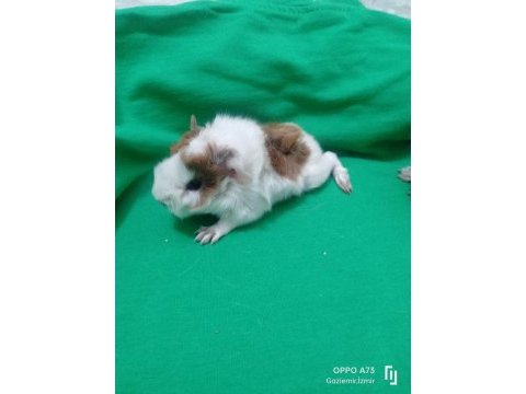 Özel besledigim ginepig yavru