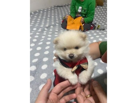 Güzellik pomeranian 1,5 aylık