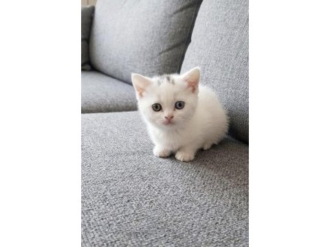 British shorthair oddeyes