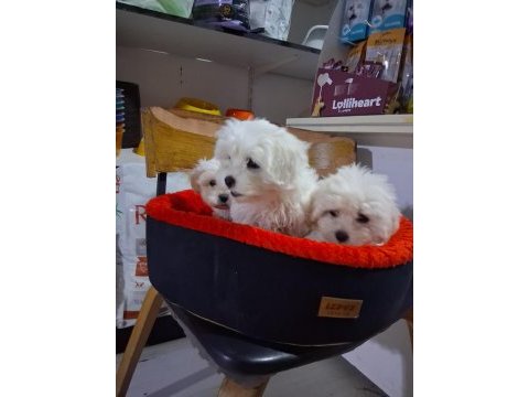 İki aylık güzel yavru köpekler
