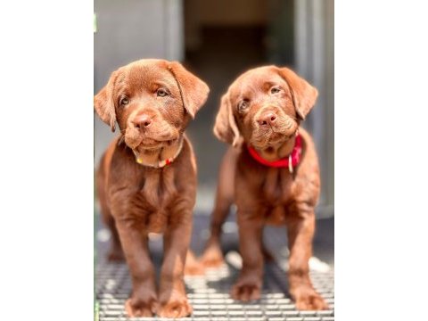 Birinci sınıf safkan labrador retriever yavrular