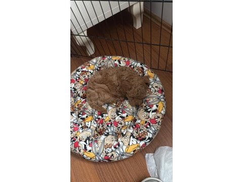 Acil satılık toy poodle