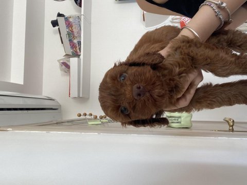 1.5-2 aylık poodle