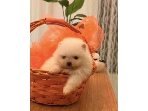 Mini boy ayı surat pomeranian yavrular