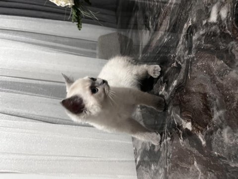 4 aylık british shorthair blue point