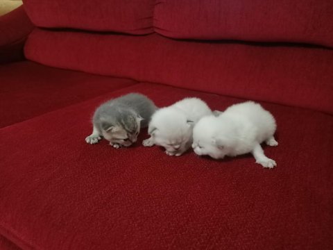 N11 british shorthair yavruları yuva arıyor