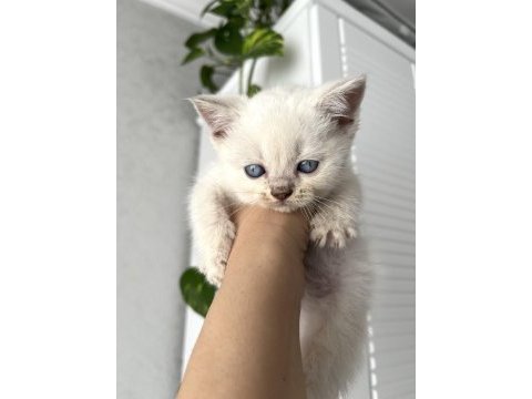 Irk ve sağlık garantili kedilerimiz