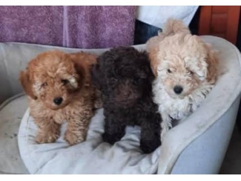 A kalite toy poodle yavrusu