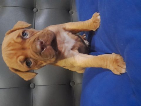 Fransız mastiff dişi ve erkek
