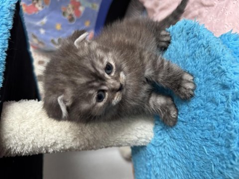 Gri scottish fold erkek 1 buçuk aylık