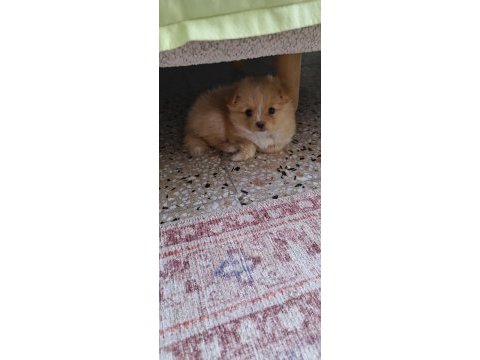 Latte tadında maltipoo