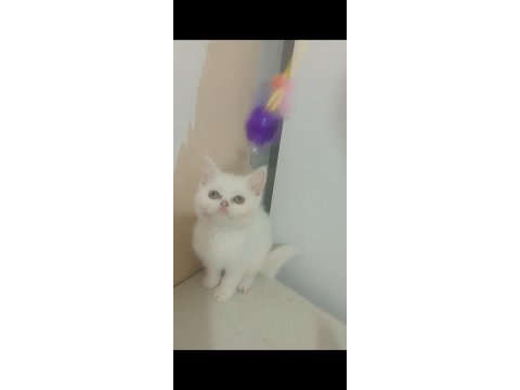 Gerçek bir dost kedi ise istediğiniz tamda doğru yerdesiniz