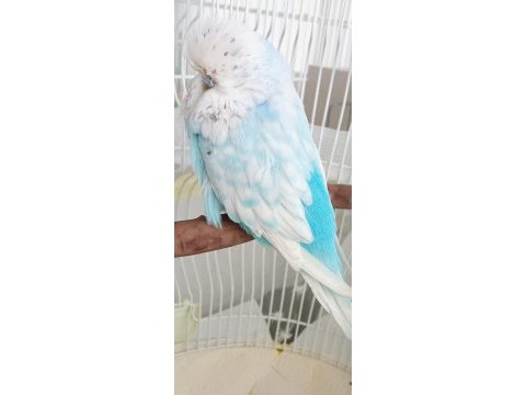 Şov jumbo erkek renk güzeli muhabbet kuşu