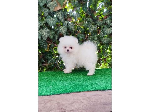 Pomeranian boo gülen surat