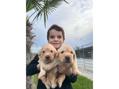 Toy poodle yavrular
