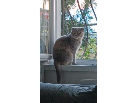 Scottish fold kedimiz