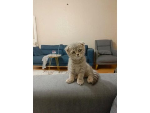 2.5 aylık scottish fold