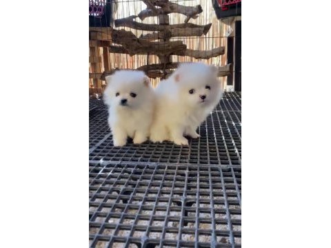Pomeranian boo antaya pamuk şekerleri