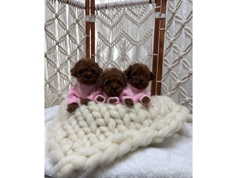 Dişi kore poodle yavrular