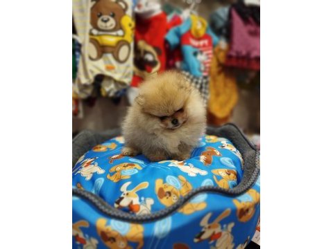 2 aylık pomeranian yavrum