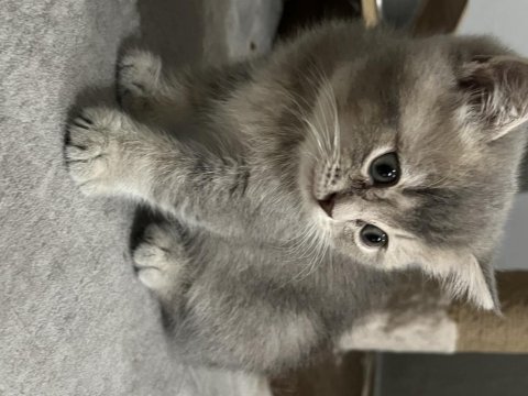 İki aylık british shorthair kedisi