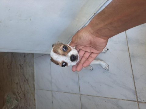 3 aylık erkek acil sahib aranıyor chihuahua
