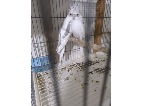 Bebek sultan papağanlar