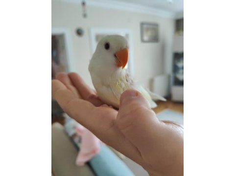 Kırmızı göz yavru sevda papağanları