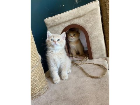 British shorthair lilac erkek